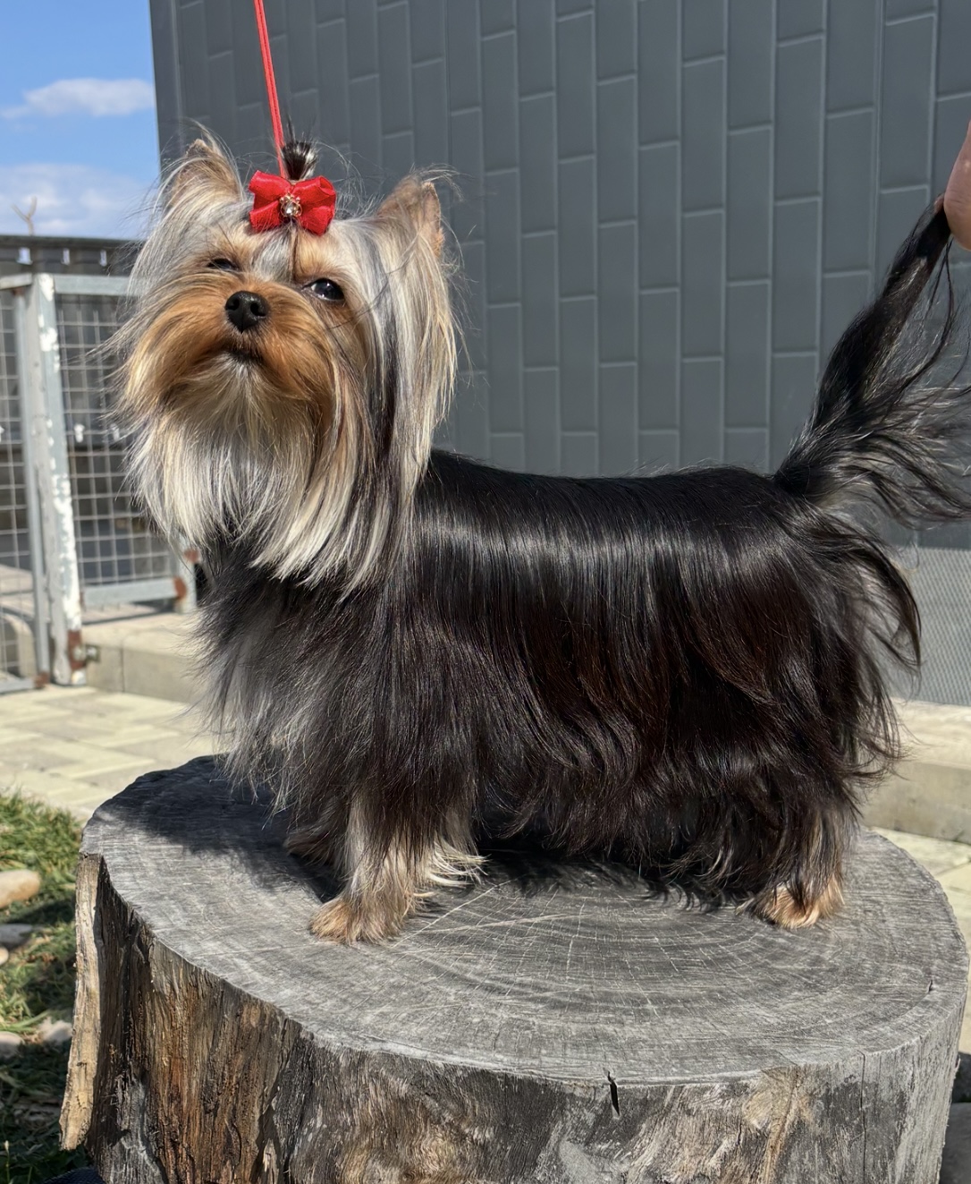 Emma`s Caprice OLIMPEA BLUE ROSE EMMA’S CAPRICE &mdash; Labaza DogPedigree YorkshireTerrier