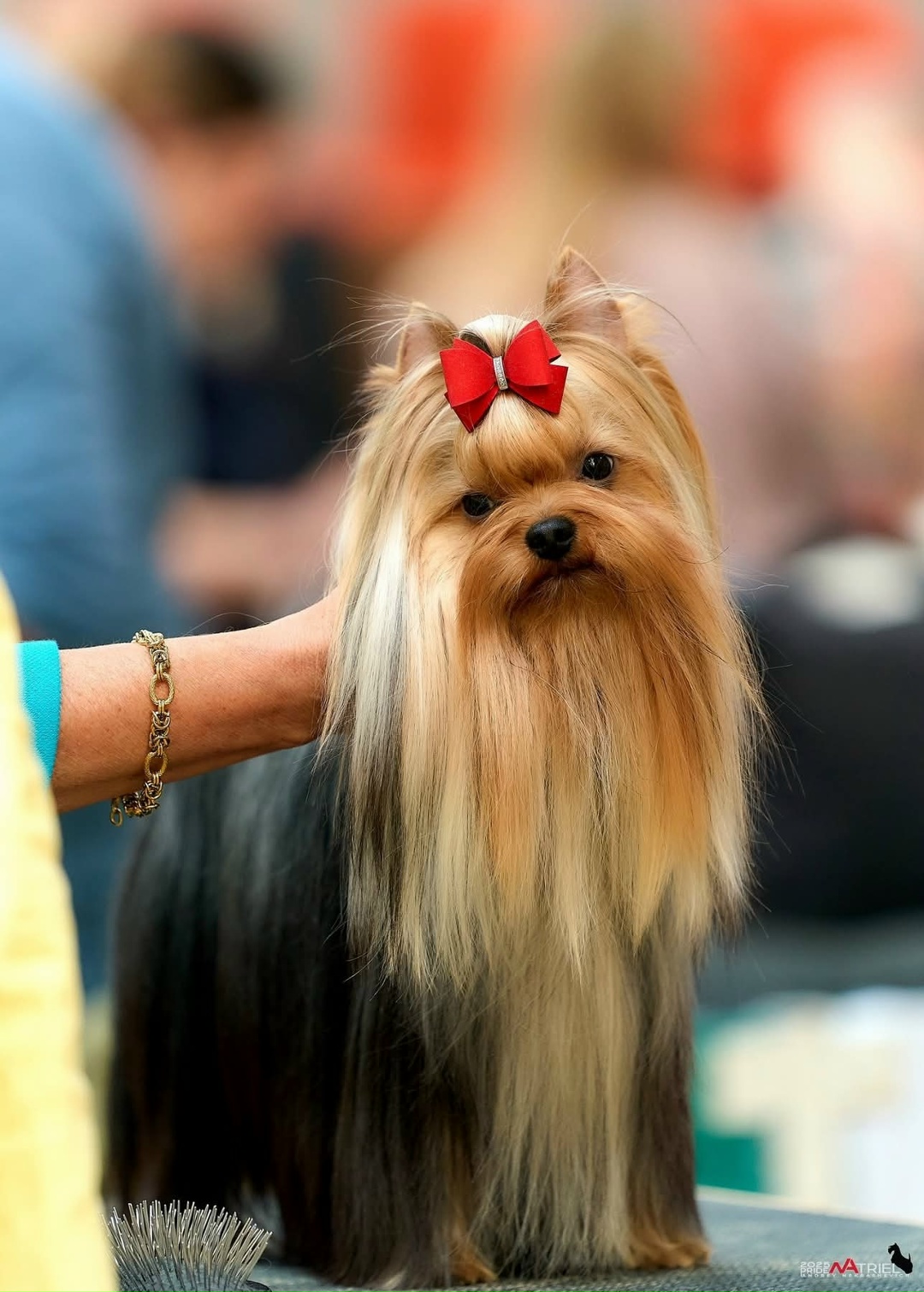  MISTER DARCY EMMA'S CAPRICE &mdash; Labaza DogPedigree YorkshireTerrier