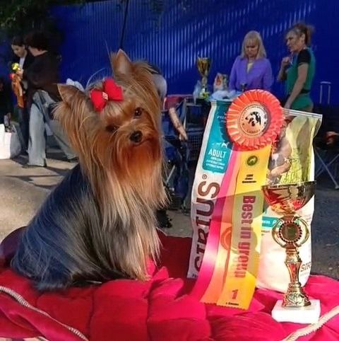Emma`s Caprice MIRACLE FROM EMMA'S CAPRICE &mdash; Labaza DogPedigree YorkshireTerrier