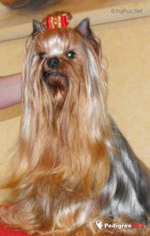  UN BEAU SCANDALE DU LIVRE D'ELWEEN &mdash; Labaza DogPedigree YorkshireTerrier