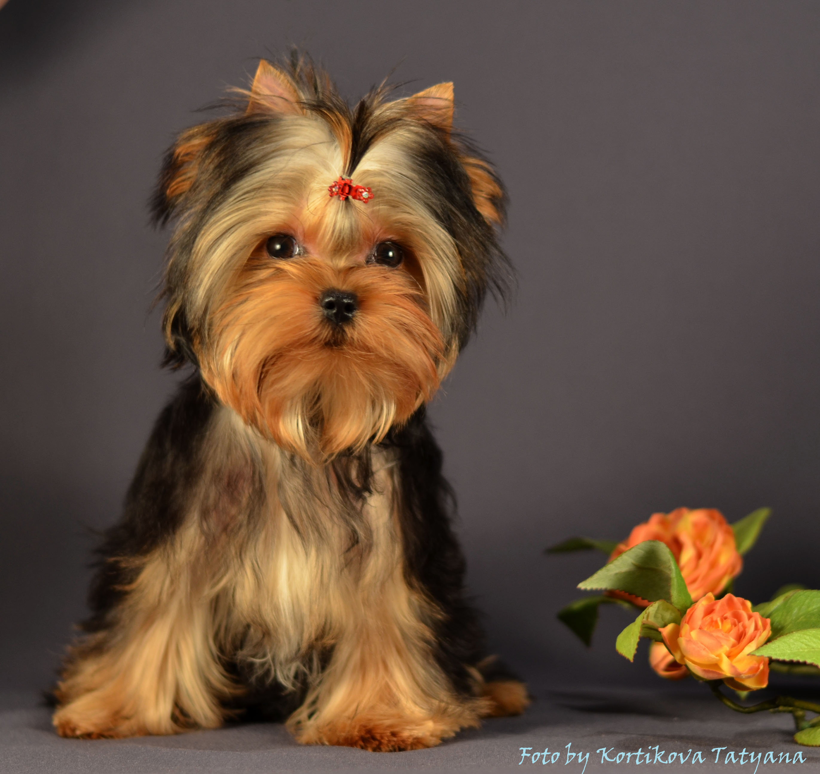 Emma`s Caprice NAOMI HAUTE COUTURE MODEL EMMA'S CAPRICE &mdash; Labaza DogPedigree YorkshireTerrier