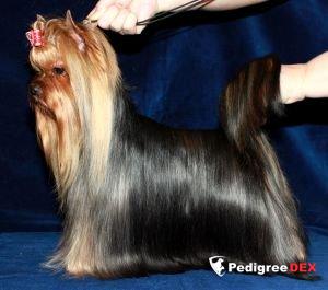 Stjumers STJUMER'S SARA KONNOR &mdash; Labaza DogPedigree YorkshireTerrier
