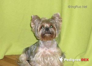 NEVSKIY TALISMAN LUISA &mdash; Labaza DogPedigree YorkshireTerrier
