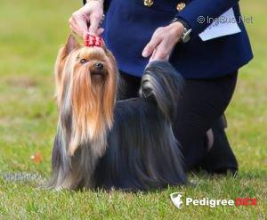  DEULBAR UNIGUE RISING STAR &mdash; Labaza DogPedigree YorkshireTerrier