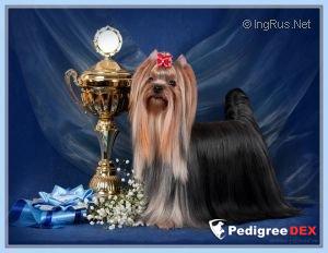 RIGAIR RIGAIR OKEY DOKEY &mdash; Labaza DogPedigree YorkshireTerrier