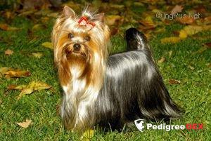 RIGAIR RIGAIR HARMONY TOP DIVA &mdash; Labaza DogPedigree YorkshireTerrier