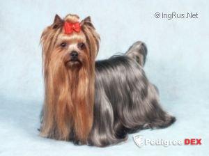  CAREWICZ BAKARAT &mdash; Labaza DogPedigree YorkshireTerrier