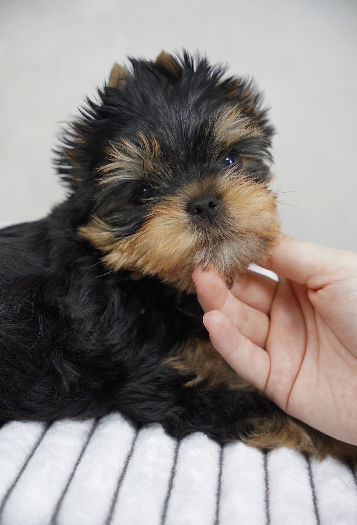 ARSTAR IMPERIAL ARSTAR IMPERIAL FORD NORD MUSTANG &mdash; Labaza DogPedigree YorkshireTerrier