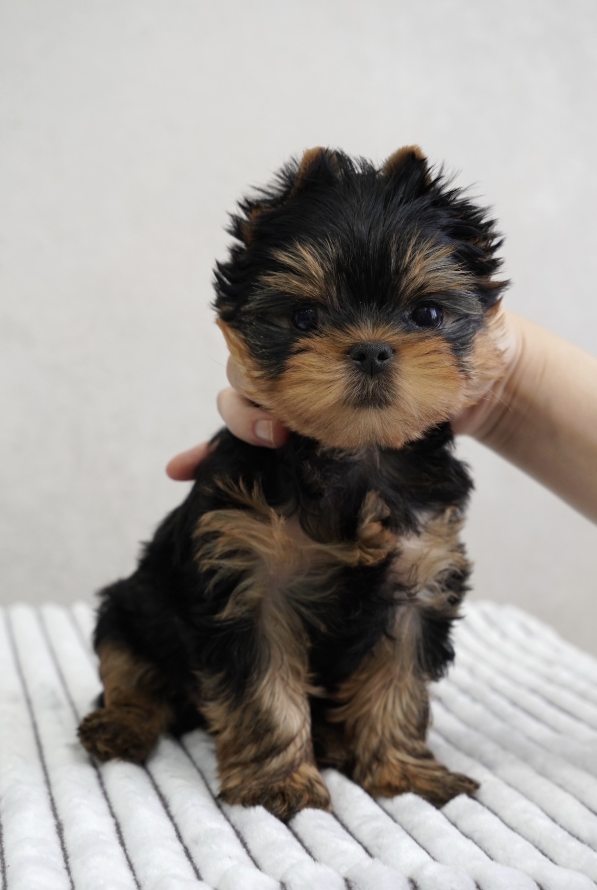 ARSTAR IMPERIAL ARSTAR IMPERIAL FOREVER SWEET SNIKERS &mdash; Labaza DogPedigree YorkshireTerrier