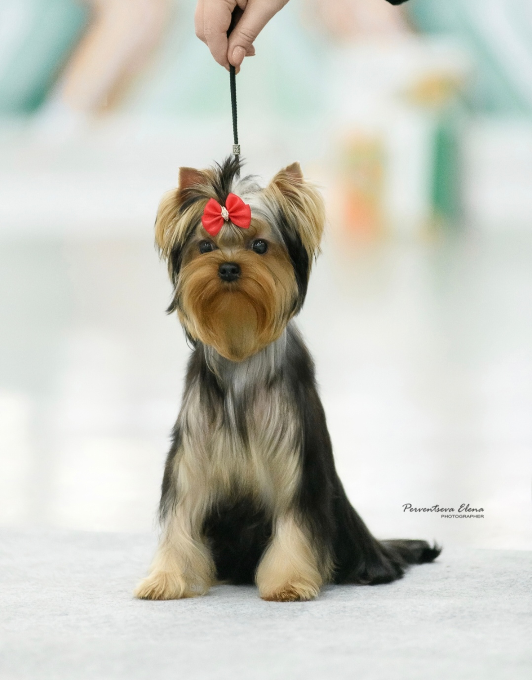  VICTORIA'S PATH TO VICTORY &mdash; Labaza DogPedigree YorkshireTerrier
