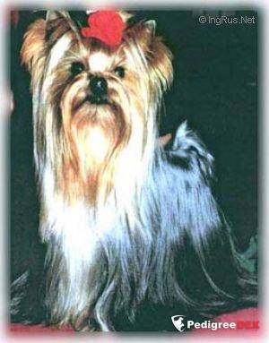  EDUCATION SENTIMENTALE DE MAJODIAN &mdash; Labaza DogPedigree YorkshireTerrier