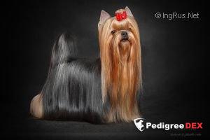 FAVORIT WINNERS SAMBUKA DI AMORE &mdash; Labaza DogPedigree YorkshireTerrier