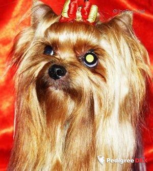 TOY SAVOY TOY SAVOY VIVIEN VI &mdash; Labaza DogPedigree YorkshireTerrier