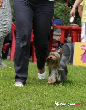  INTERCHARM LESLEY &mdash; Labaza DogPedigree YorkshireTerrier