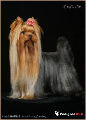  INTERCHARM BUENOS AIRES &mdash; Labaza DogPedigree YorkshireTerrier