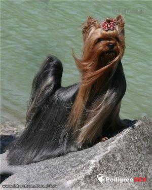  KARMELITA KLASSIK &mdash; Labaza DogPedigree YorkshireTerrier
