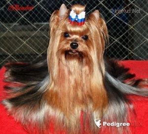  ILLENSHIR BENJY ATTRACTIVE &mdash; Labaza DogPedigree YorkshireTerrier