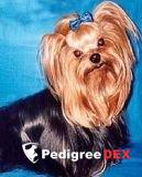  FAIRY SNOWS OBRY &mdash; Labaza DogPedigree YorkshireTerrier