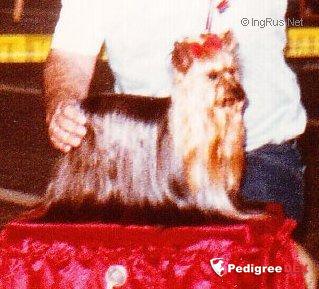 CREAM VOM FELDEWERT &mdash; Labaza DogPedigree YorkshireTerrier