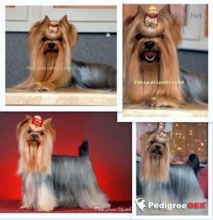 TSA-LA-GI LUCKY LUKE &mdash; Labaza DogPedigree YorkshireTerrier