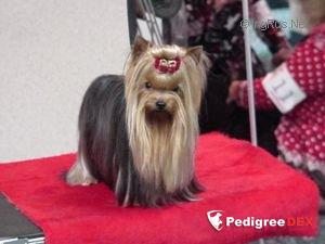 MINUET SKYROCKET IN FLITE &mdash; Labaza DogPedigree YorkshireTerrier