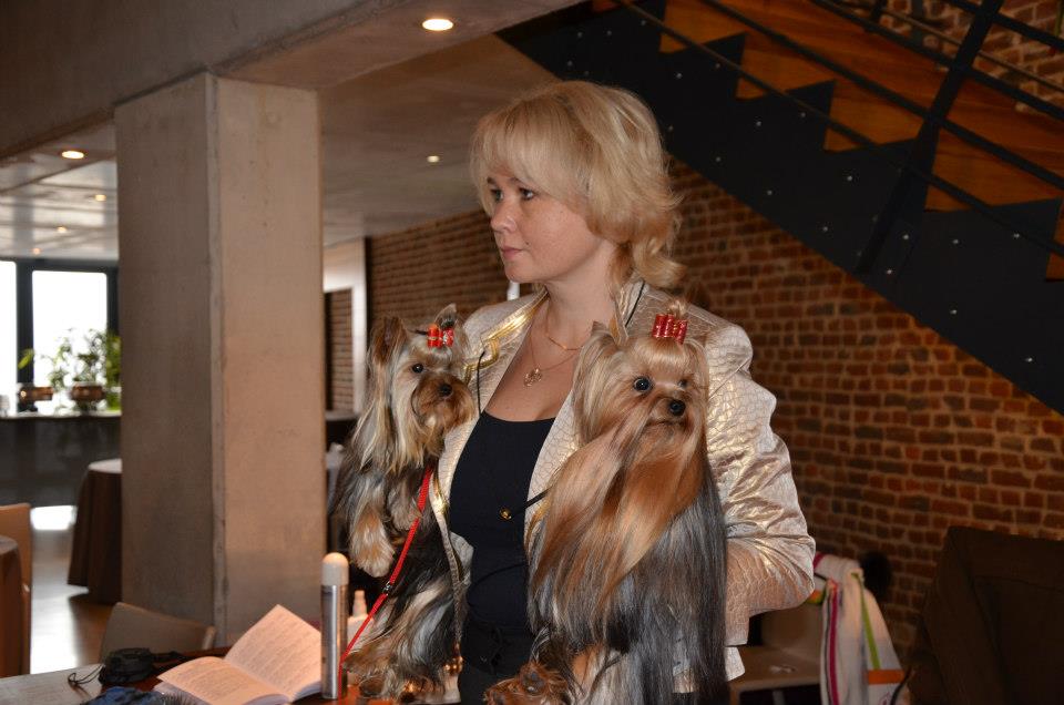 Toy Savoy &mdash; Labaza DogPedigree YorkshireTerrier