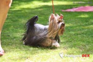  RIGAIR MIA BELLA &mdash; Labaza DogPedigree YorkshireTerrier