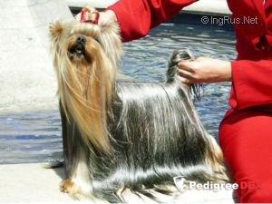  GUEMART'S UNLIMITED MAGIC &mdash; Labaza DogPedigree YorkshireTerrier