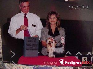 TSA-LA-GI JOYFUL JESSICA &mdash; Labaza DogPedigree YorkshireTerrier