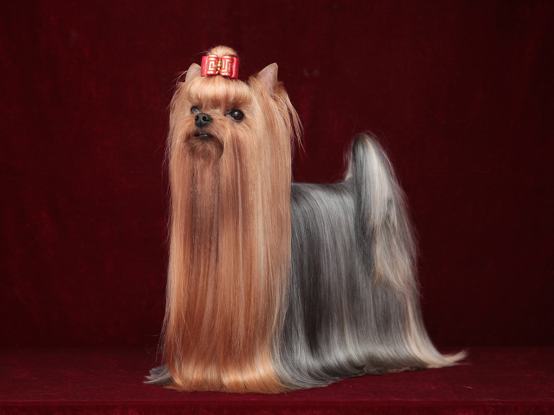 TOY SAVOY TOY SAVOY BECKHEM &mdash; Labaza DogPedigree YorkshireTerrier