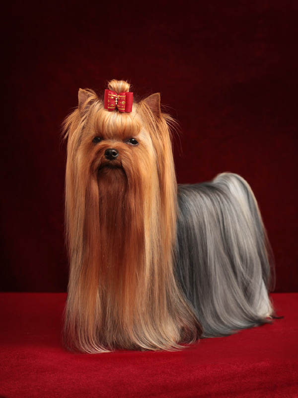 TOY SAVOY TOY SAVOY LITTLE MISS SUNSHINE &mdash; Labaza DogPedigree YorkshireTerrier