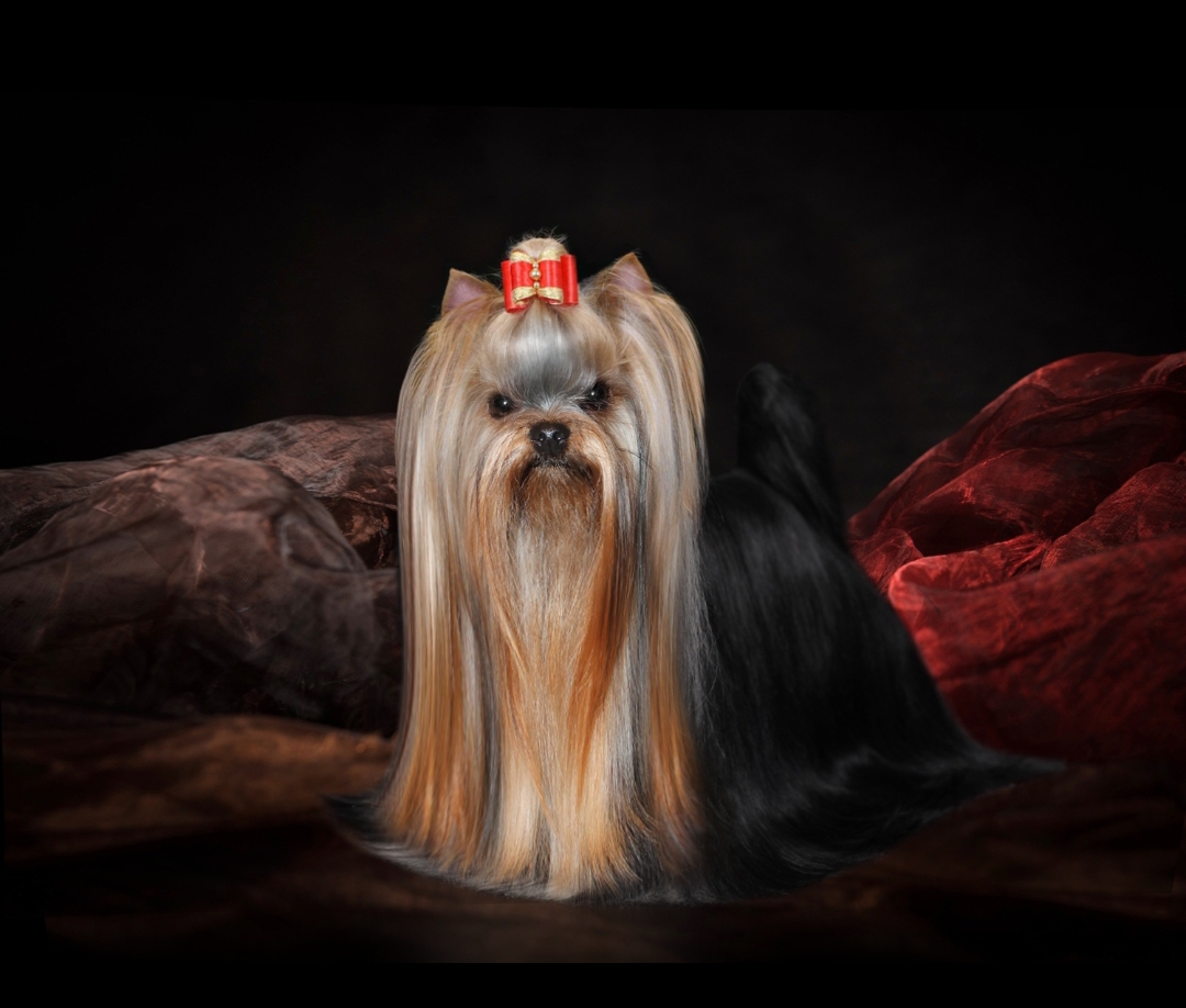 PECH HOUP DOMINANTA &mdash; Labaza DogPedigree YorkshireTerrier