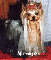 AMIABLE FROM PRIDE HEROS BY AB