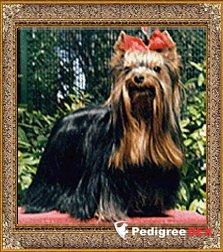  CH.IRRESISTIBLE &mdash; Labaza DogPedigree YorkshireTerrier
