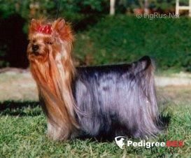 BI'ENNAS PRETTY BOY