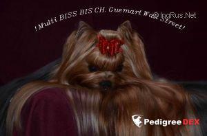  GUEMART'S WALL STREET &mdash; Labaza DogPedigree YorkshireTerrier