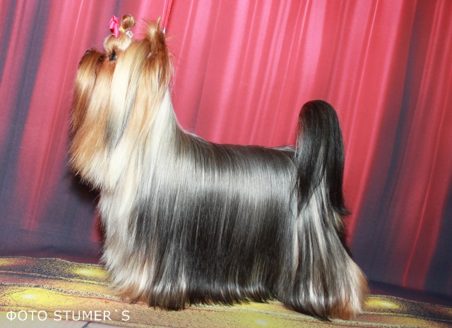 Stjumers STJUMERS AVANTURA &mdash; Labaza DogPedigree YorkshireTerrier