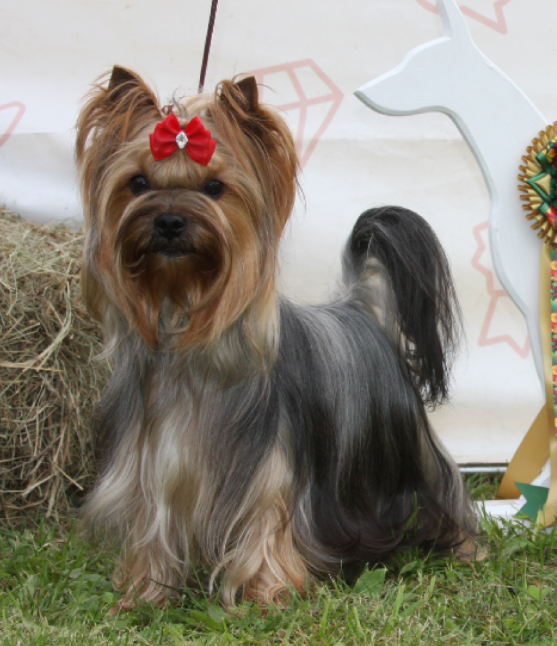  LAVR DARING &mdash; Labaza DogPedigree YorkshireTerrier