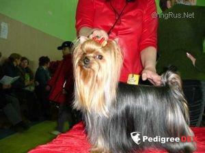  MOYA MECHTA BORDEAUX &mdash; Labaza DogPedigree YorkshireTerrier