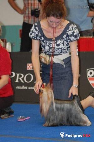  ICE CREAMS KISS WILD FANTASY &mdash; Labaza DogPedigree YorkshireTerrier