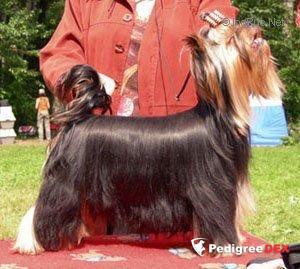  MAGICWOOD CONFINDE IN ME &mdash; Labaza DogPedigree YorkshireTerrier