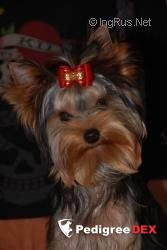  RED HOT CHILLI WILD FANTASY &mdash; Labaza DogPedigree YorkshireTerrier
