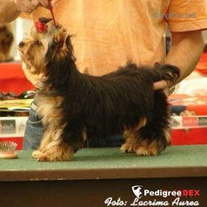  FLASH DANCE WILD FANTASY &mdash; Labaza DogPedigree YorkshireTerrier