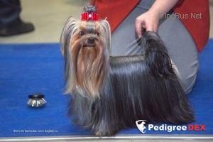  MAGICWOOD CASABLANCA &mdash; Labaza DogPedigree YorkshireTerrier