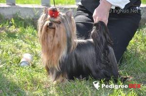  ROMY SCHNEIDER WILD FANTASY &mdash; Labaza DogPedigree YorkshireTerrier