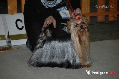  GUDYORK STARLIGHT &mdash; Labaza DogPedigree YorkshireTerrier