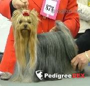 GUDYORK MISTRAL &mdash; Labaza DogPedigree YorkshireTerrier