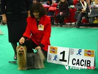  X-MAS SUPRISE OF NEW DEAL &mdash; Labaza DogPedigree YorkshireTerrier