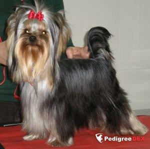  LOCURA DEL VALLE ENCANTADO &mdash; Labaza DogPedigree YorkshireTerrier