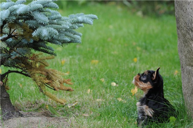 Laranta LARANTA JAM SESSION &mdash; Labaza DogPedigree YorkshireTerrier